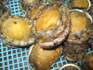 Ar VRсyⓀAr 1-180gO-5zu݁v VR kCY їⓀ ڈ΂ Ԍ ̓ ̓  Ε Mtg