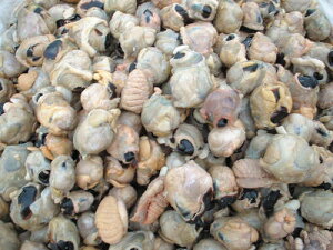 ^R@gr ygr 1kg30Oz u݁vVR ~Y^Ř Ԍ ̓ ̓  Ε Mtg