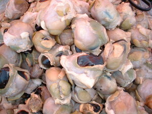 ^R gr y gr @300gz^[pbNő @VR ~Y^Ř Ԍ ̓ ̓  Ε Mtg