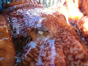 u^Rv  ~Y^Ry1t@18kgOzu݁v@ Ydグ ~Y^R ^R