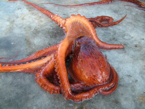 楽天市場 タコ 人気ランキング1位 売れ筋商品