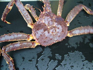 活 タラバガニの通販 価格比較 価格 Com