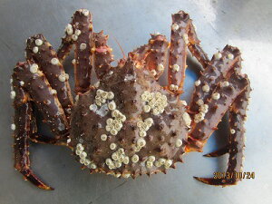 活 タラバガニの通販 価格比較 価格 Com