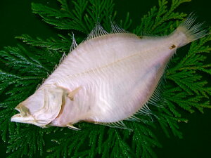 JC ꂢ y@JC 1-400gOz ^[pbNő  銱 @ꂢ Ԍ ̓ Ε Mtg