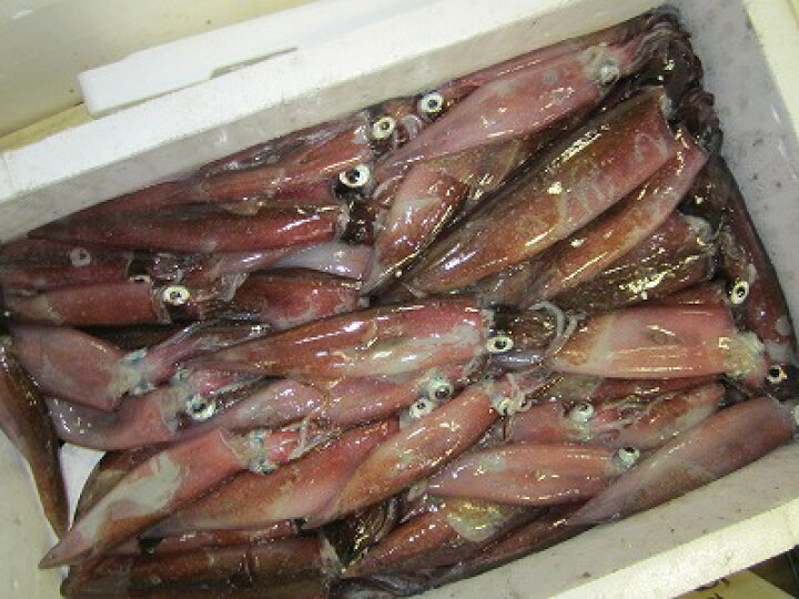 生イカ 生いか イカサシ イカ刺し 活いか いかさし 送料込み 下氷 朝獲り 生イカ 生いか イカサシ イカ刺し 活いか いかさし 送料込み 下氷 朝獲り