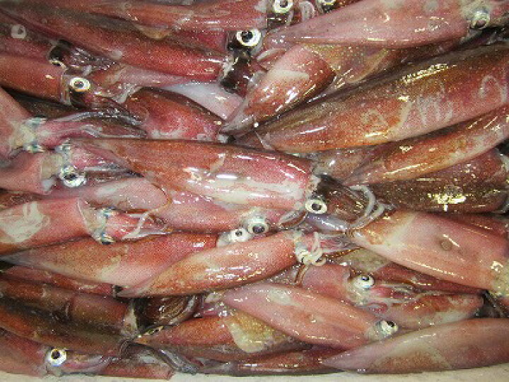 生イカ 生いか イカサシ イカ刺し 活いか いかさし 送料込み 下氷 朝獲り 生イカ 生いか イカサシ イカ刺し 活いか いかさし 送料込み 下氷 朝獲り