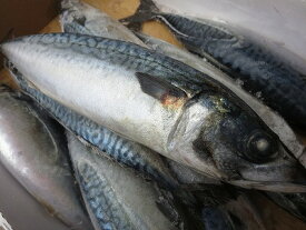 サバ さば 【冷凍生鯖 　1本-700g前後】 無添加 北海道産