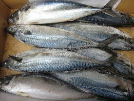 サバ さば冷凍 生鯖 無添加　北海道産 1本-600g前後-15尾前後（約10kg）「送料無料」母の日 父の日 お中元 お歳暮 ギフト