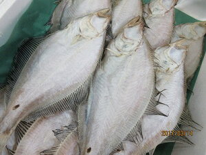 JC ꂢ y@JC 1-300gOz 銱 @ꂢ Ԍ ̓ ̓  Ε Mtg