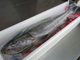 サケ 秋鮭 【生鮭オス 1本-5kg前後大】「送料込み」北海道産　さけ
