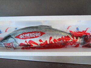 サケ 秋鮭 【生鮭オス 1本-3kg前後】「送料込み」 北海道産 さけ