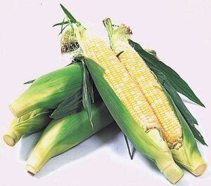 Ƃ낱EgERVEƂ݁E1{-300gO