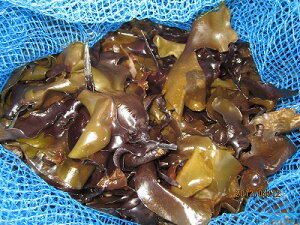 ԁ@Ǒ yⓀȂ񑐁@ 500gOz@^[pbNő݁@Ǒ