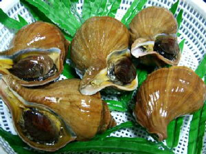 ԁ@cu y^cu 250gO-5zu݁vԌ ̓ ̓  Ε Mtg