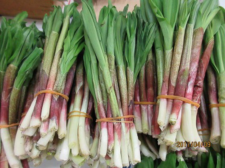 楽天市場 行者にんにく 天然 冷凍 行者ニンニク 500g前後3個1 5kg 送料込み アイヌネギ 山菜 北海道産 北海道ひっぱりダコ