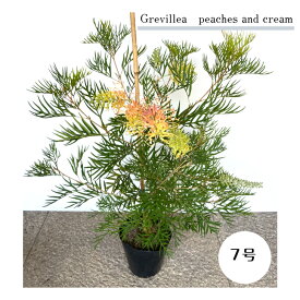 グレビレア ピーチアンドクリーム 鉢植え 観葉植物 オージープランツ 庭木 オシャレ インテリア 四季咲 育てやすい品種