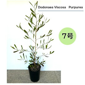 ドドナエア ホップブッシュプルプレア 鉢植え 庭木 観葉植物 おしゃれ インテリア オージープランツ シンボルツリー 外構植栽 生垣 目隠し