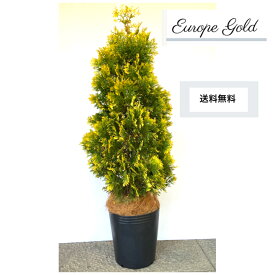 ヨーロッパゴールドゴールド シンボルツリー 人気 鉢植え 生垣 目隠し 庭木 観葉植物 クリスマスツリー