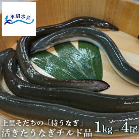 【平沼水産 侍うなぎ 活きたうなぎ チルド品（1kg＝4尾）】 うなぎ ウナギ 活鰻 チルド 国産 埼玉県産 ギフト お取り寄せ 土用丑の日 敬老の日 お中元 お歳暮 侍 SAMURAI UNAGI【TBS「ひるおび」で紹介！】