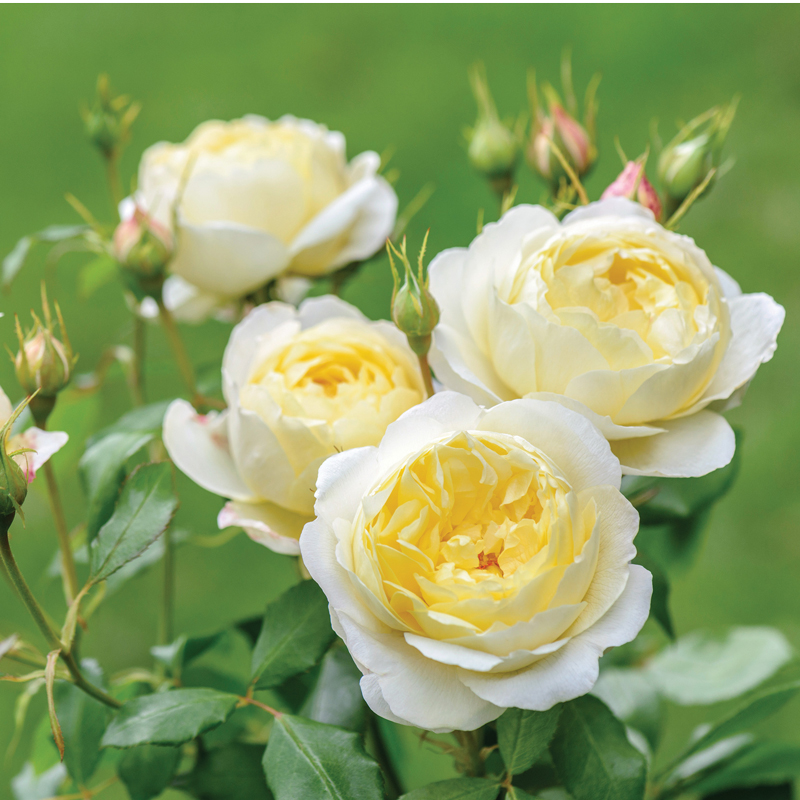 オールドローズの優雅な形と香り 現代バラの繰り返し咲きが特徴 バラ苗 イングリッシュローズ ヴァネッサ ベル 鉢植え Vanessa Bell Auseasel