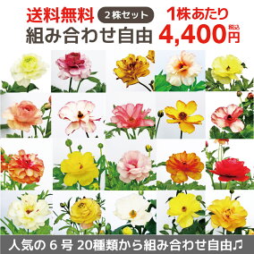 楽天市場 鉢花 植物の種類 ブーゲンビリア 人気ランキング81位 売れ筋商品