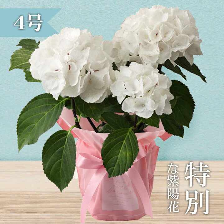 楽天市場 母の日ギフト22 黒軸紫陽花 ブラックスチール ゼブラ 4寸 あじさい 紫陽花 平田ナーセリー楽天市場店
