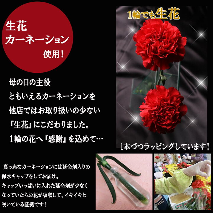 楽天市場 予約 早割 送料無料 22母の日 さくらんぼ 生花カーネーションメッセージカード付き 母の日ギフトさくらんぼ お母さん に日頃の感謝をこめて贈りたい 山形おいしいもの広場 楽天市場 予約 早割 送料無料 22母の日 さくらんぼ 生花カーネーションメッセージカード付き 母の日ギフトさくらんぼ お母さん に日頃の感謝をこめて贈りたい 山形おいしいもの広場