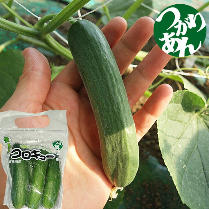 楽天市場 青森県産 ミニきゅうり コロキュー 5本入り 10袋 50本 胡瓜 キュウリ 夏野菜 ころきゅー 弘果 つがりあん 業務用 きゅうり 業務用 きゅうり きゅうり 販売 青森県産 キュウリ コロキュー 弘果 クール便 弘果フレッシュ便