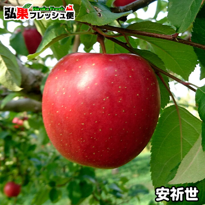 楽天市場】【送料無料】安祈世(あきよ) 訳あり 5kg前後 18個〜30個入 