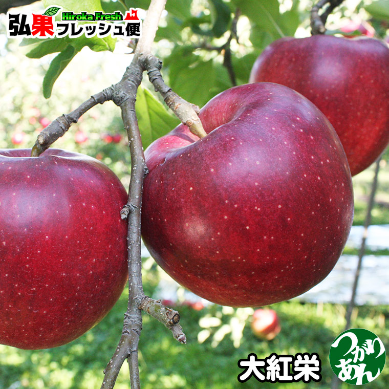 りんご取扱量日本一の青果市場オリジナルのりんごです 青森りんご 大紅栄 訳あり 5kg前後 10～16個入 送料無料 つがりあんアップル 訳ありりんご 5kg 産地直送 購入 青森 最安値に挑戦 弘果 直営ストア 通販