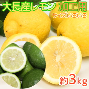 _ ݔ_ L咷Y@󂠂@3kg@TCY낢 W[Xp@O[11Fց@ Y L艺__