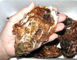 yiꕔn揜jz L y (Mp) ԓoCY kty 10` Yn Mp  JL