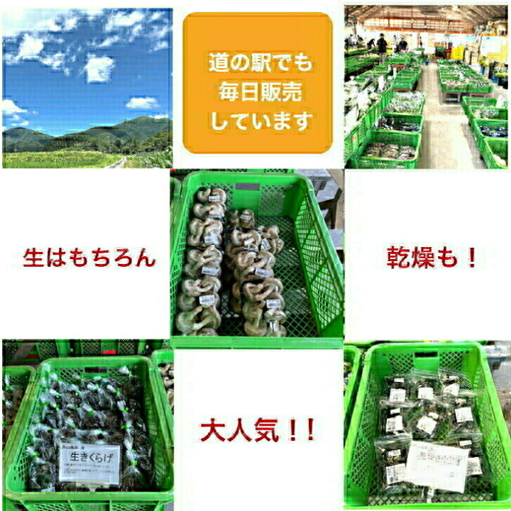 数量限定【茸農家直送】ひるぜん高原産 生きくらげ 300g 1100円 ポッキリ 新鮮 国産 無農薬栽培 キクラゲ 木耳 茸 きのこ 野菜 お試し お徳用 お買い得 大きさ色々 便秘 改善 食物繊維 鉄分 カルシウム 送料無料 ひるぜんきのこ 数量限定ひるぜん高原産 生きくらげ 300g 1100円 ポッキリ 新鮮 国産 無農薬栽培 キクラゲ 木耳 茸 きのこ 野菜 お試し お徳用 お買い得 大きさ色々 便秘 改善 食物繊維 鉄分 カルシウム 送料無料