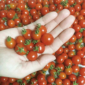 楽天市場 原種 トマトの通販