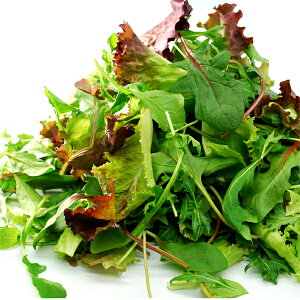 xr[[t w_Ew엿sgp tY SAFE GREENF Z[tO[Fؖ