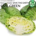 キャベツ 化学農薬・化学肥料不使用 千葉県産 きゃべつ サラダ お好み焼き