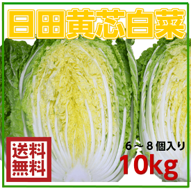 大分県産　黄芯白菜