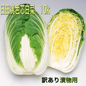 大分県産　黄芯白菜