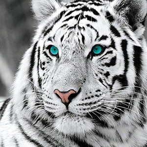Reofrey_Ch̊G_ChA[gNXXeb`LbgՎLbgSʓ\t^Cvr[YADIY|Lbgz[XgCXg[z[Ǌ|i35x35cm