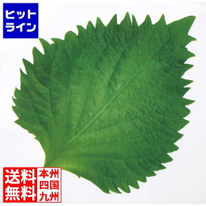 �v�G���g���y12/15 24���Ԍ��蓖�I�m��2����1�I1���ő�100%�|�C���g�o�b�N�z�@ �^�J�M�Y�� �~���I���t�B�����V�[�g(1000����)��t�^ 1312210