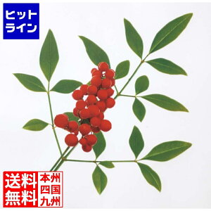 �v�G���g���y12/15 24���Ԍ��蓖�I�m��2����1�I1���ő�100%�|�C���g�o�b�N�z�@ �^�J�M�Y�� �~���I���t�B�����V�[�g(1000����)��V 1312240