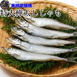 yĎ|IHׂqz ACXhY Yq ӂƂ 1pbN8C 5pbN 10pbN  Ɩp ̍ ܂   