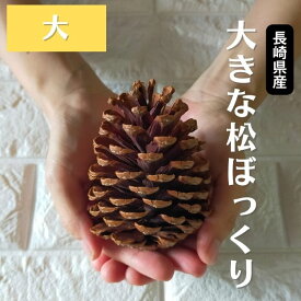 大きなまつぼっくり【大 約7センチ～】ハンドメイド 飾 インテリア 門松 正月 クリスマス 工作 作品 材料 長崎県 国産 大きい 大きな 大 ビッグ big 松ぼっくり まつぼっくり 松かさ 松笠 松毬 楽天ランキング受賞 ギフト