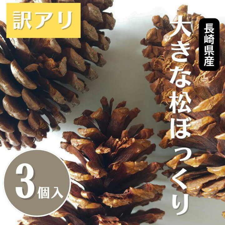 楽天市場】【訳あり】大きなまつぼっくり3個入【10センチ～】ワレ カケ 