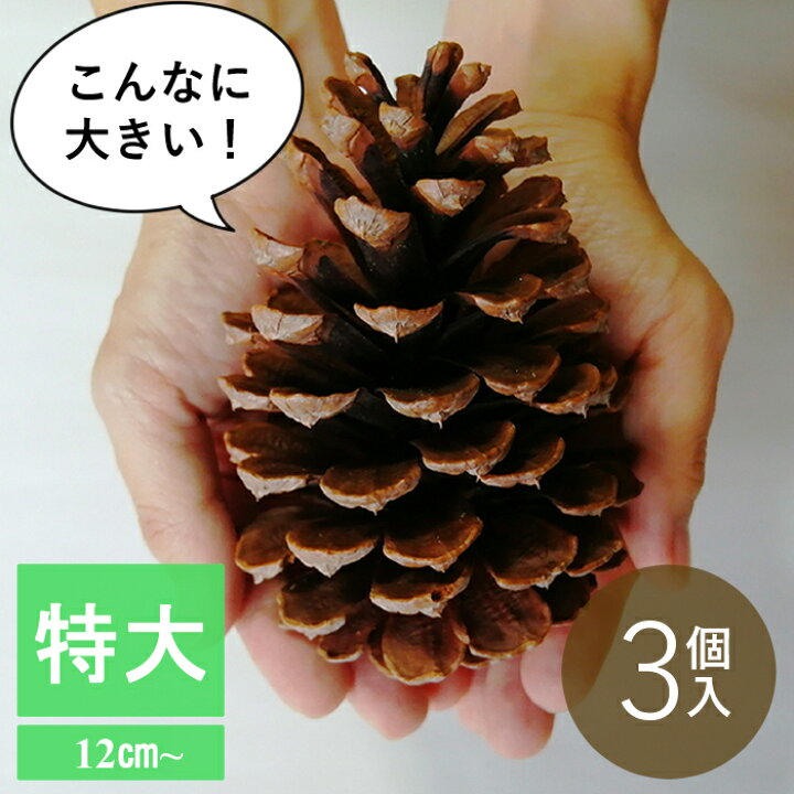楽天市場 人気no １ 大きなまつぼっくり３個入り 特大 約12センチ以上 ハンドメイド 飾 インテリア 門松 正月 クリスマス 工作 作品 材料 長崎県 国産大きい 大きな 大 ビッグ Big 松ぼっくり 松かさ 松笠 松毬 安心安全にこだわったお店ヒトマキ