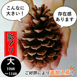 松ぼっくりの通販 価格比較 価格 Com 松ぼっくりの通販 価格比較 価格 Com