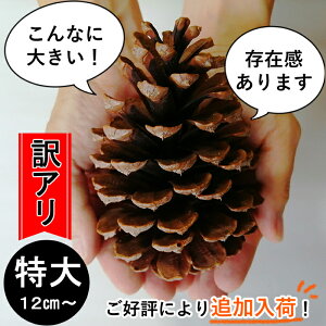 松ぼっくり プリザーブドフラワーの人気商品 通販 価格比較 価格 Com