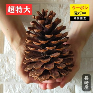 ySSN[|g܂z傫Ȃ܂ڂ1y12Z`~z  ze X܃fBXvC BeɎїLI H~̂̃CeA Gߏ NX}X NCx