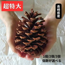 楽天市場】巨大 松ぼっくりの通販
