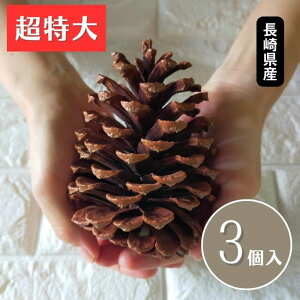 超特大 松ぼっくり【3個セット】10cm以上 国産 天然素材 クリスマス飾り クリスマス リース クリスマスツリー 冬の